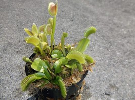 3 small sized King Henry Giant Venus Flytraps (Fly Traps) Carnivorous Plants wit - £15.45 GBP