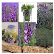 Grow In US 200 English Lavender Seeds Heirloom Always - £6.09 GBP