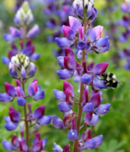25 Pc Seeds Blue Purple Lupine Perennial Flower, Lupine Seeds for Planting | RK - £11.51 GBP