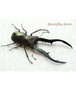 Bronze Stag Mandibles Cyclommatus XL Real Beetle Entomology Collectible ... - €69,66 EUR