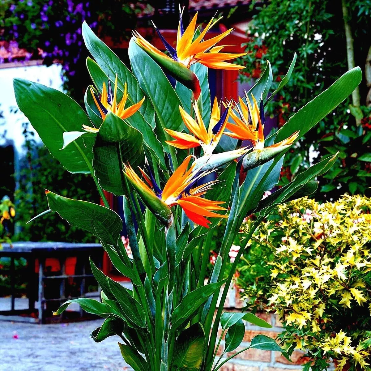 10 Orange Bird of Paradise Seeds - $19.15