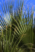 5 Green Saw Palmetto Serenoa Repens Dwarf Palm Tree Shrub Edible Fruit SeedsFrom - £7.85 GBP