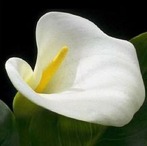 100 Pcs Calla Lily Flower Seeds #MNGS - £16.58 GBP