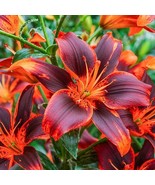 Lilium Asiatic Lily Forever Susan Red and Orange 3 bulbs per order Size 14/16 cm - $11.88