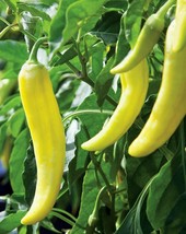 TKBONStore Sweet Banana Pepper Seeds 45 Sweet Mild Taste Culinary Cooking - £6.42 GBP