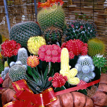 10 Seeds Mix Cactus Echinopsis Tubiflora Ball Cactus Succulent Plants Garden Bea - $6.22