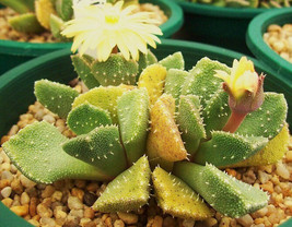 ALOINOPSIS LUCKHOFFII x SETIFERA rare living stones cacti mesembs seed 1... - $19.99