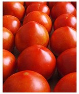 KBT Emma&#39;S Early Girl Tomato Seeds 30 Seeds Harvest In 60 Days St Bulk S... - $28.23 CAD