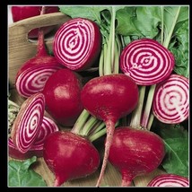 Chioggia Beet 60 Candystripe Bull&#39;S Eye Mild Bassano Microgreens Bulk Seeds - $166.12 MXN