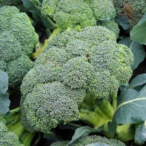 50+ Broccoli Seeds Waltham 29 Heirloom Organic Non Gmo Fresh - $9.89