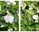 Hydrangea FAIRYTRAIL BRIDE Starter Plant PURE WHITE WITH HINT OF LIME - $58.93