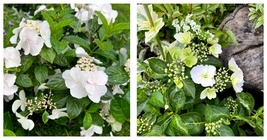 Hydrangea Fairytrail Bride Starter Plant Pure White With Hint Of Lime - £47.10 GBP