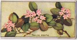Cowan Co Toronto Card Trailing Arbutus Wild Flowers Of Canada - £7.78 GBP