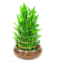 30  pcs/Pack Bamboo Bonsai Seed DIY Bamboo Decorations House Dracaena Ga... - £5.18 GBP