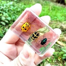 Real Insect Specimen Resin Creative Small Ornaments Scorpion Spider Beetle - $28.90