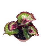Begonia Rex, First Kiss, 4 inch pot, Unique Homegrown Exclusive - $14.89