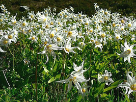 10 White Avalanche Lily Seeds Erythronium Montanum Perennial Flower Usa - £5.82 GBP