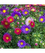 Single Mix China Aster Seeds Daisy Like Fresh Gardening - $14.00 CAD