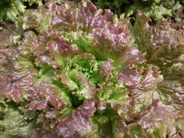 1 Gram Non-Gmo Red Sails Loose-Leaf Lettuce Seeds-B 42 Gardening USA SHIPPING - £6.58 GBP