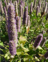 200 Pc Seeds Agastache Foeniculum Plant, Anise Hyssop Seeds for Planting | RK - £14.88 GBP