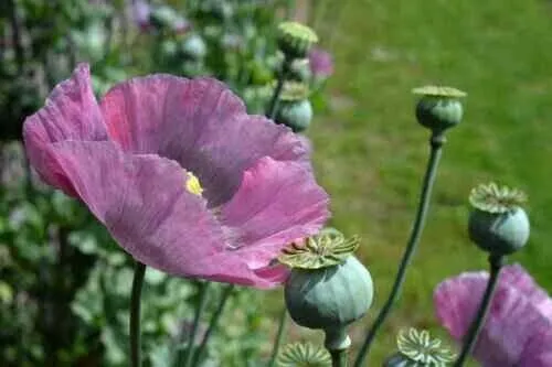 Fresh Organic Edible Poppy Flowers Papaver Poppy 500 Seed Will Germinate... - $10.98