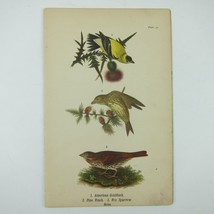 Bird Lithograph Print American Goldfinch Pine Finch Fox Sparrow Antique 1890 - £15.74 GBP