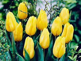 5 or 10 Tulip Triumph Hybrid Strong Gold, gold  blooms BULBS FROM HOLLAND. - $181.42 MXN+