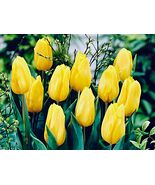 5 or 10 Tulip Triumph Hybrid Strong Gold, gold  blooms BULBS FROM HOLLAND. - $181.42 MXN+
