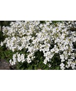 KBS White Alpine Rockcress Seeds 200 Flower Arabis Alpina Perennial Home... - $13.12