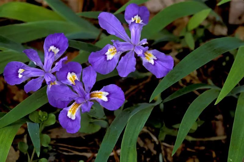 5 Crested Iris,wild iris roots,Iris cristata - £20.21 GBP