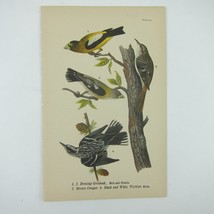 Bird Litho Print Evening Grosbeak Brown Creeper Black White Warbler Antique 1890 - £14.95 GBP