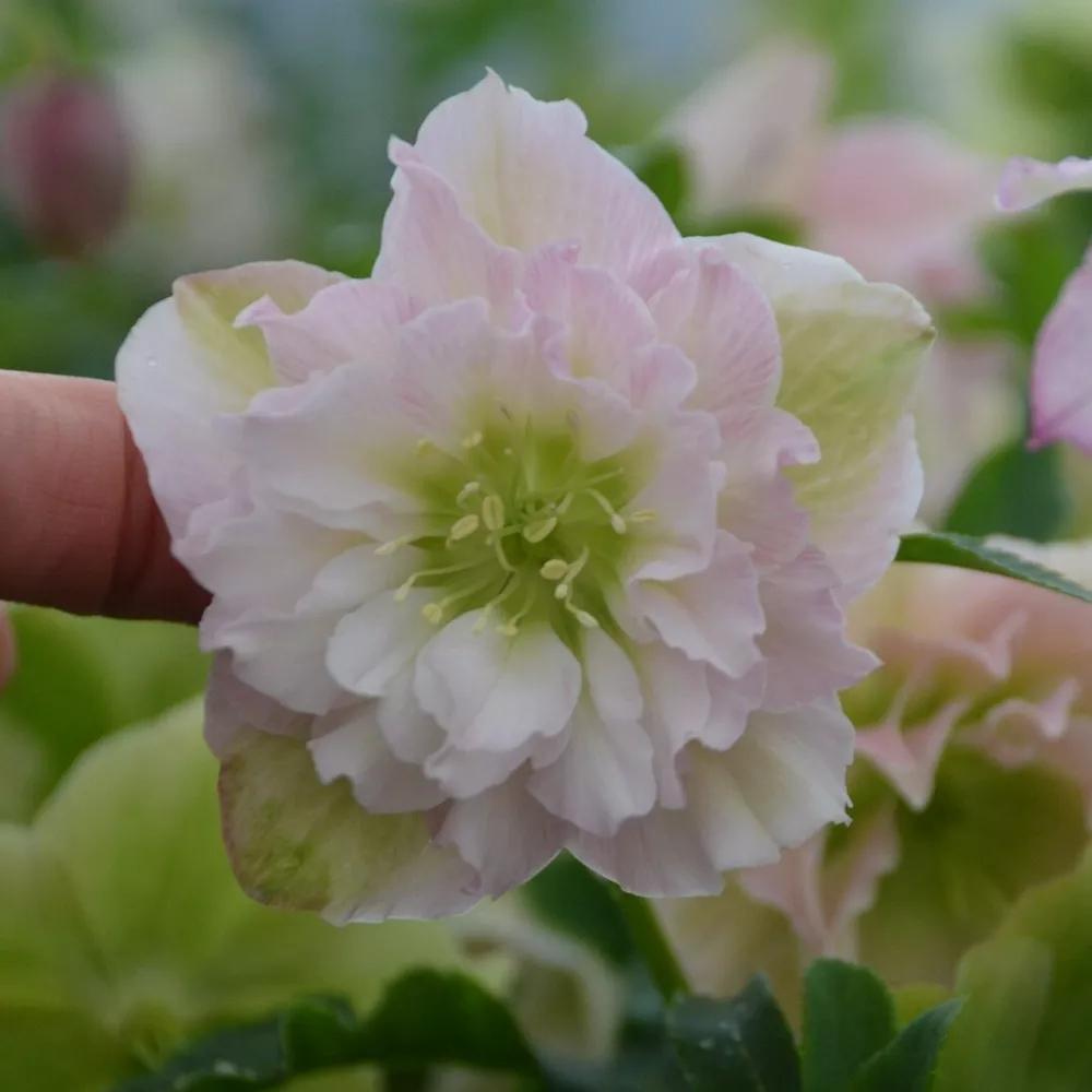 Hellebore &#39;Flower Girl&#39; Well Rooted 5.25 Inch Pot Perennial Plant Winter... - $43.91
