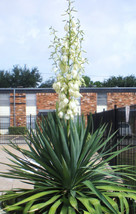 10Pcs Yucca Glauca Soapweed Yucca Seeds Hardiest Yucca In The World Fresh Seeds - £6.83 GBP