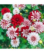 25 pcs Pacific Time Dahlia Perennial Flowers Seed Flowering Bloom Seed - £9.97 GBP