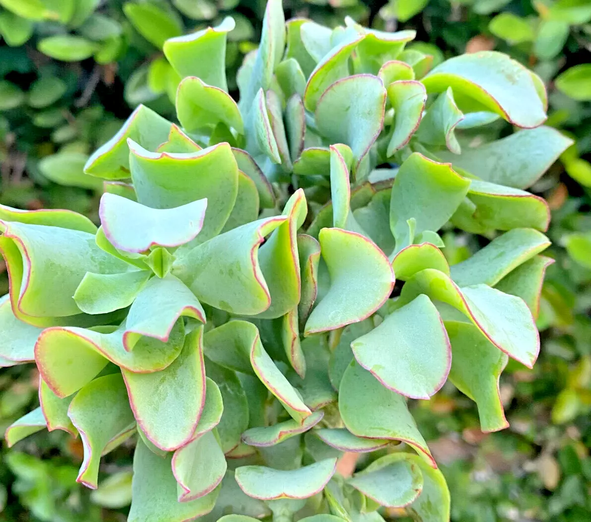 Succulent Crassula Arborescens Undulatifolia Ripple Jade 1 Live 3&quot; Roote... - $23.00