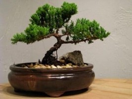 Bonsai Juniper Tree - Japanese Art Live House Plants for Indoor and Outd... - £26.18 GBP