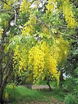 TKBONStore 15 Seeds Golden Shower Tree Gold Rush Yellow Cassia Fistula Flower - $9.30