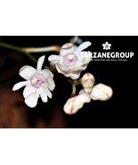 DENDROBIUM ABERRANS SMALL ORCHID MOUNTED - $37.00