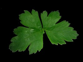 Septh 1500 Flat Leaf Parsley Seeds Petroselinum Crispum Plain Single Italian Par - $6.00