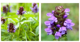 600+ HEAL ALL SEEDS PRUNELLA VULGARIS Perennial Flower GARDEN FREE SHIPPING - £17.42 GBP