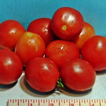 Moneymaker Tomato Grown To Organic Standards Gardening USA Fast Shipping - £12.30 GBP