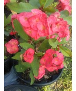 Crown of Thorns 1 Pink 5+&quot; live Plant Euphorbia Milli Live Plant - £7.74 GBP