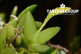 OBERONIA SEIDENFADENII MINIATURE ORCHID MOUNTED - $33.00