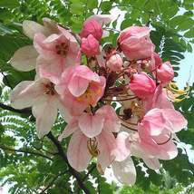 20 Cassia javanica, Rainbow shower Seeds, Java cassia, Pink shower Tree ... - £4.78 GBP