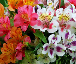 25 Seeds Lily Alstoremeria Dr. Salter&#39;s Mix Flower Peruvian Perennial - £13.42 GBP