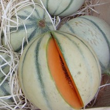 Charentais Melon Seeds For Many Melons Garden USA Shipping - £11.26 GBP