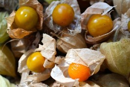 100 Cape Gooseberry Seeds  Fruit Spring Ground Cherry Heirloom Sweet Usa From US - £7.69 GBP