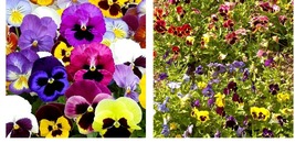 120+ Pansy Seeds Swiss Giant Mix Flower Garden Hardy Biennial - £14.92 GBP