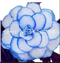 100 pcs Begonia Seeds - White Double Flowers with Blue Edge FROM GARDEN - £6.40 GBP