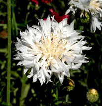 Grow In US Cornflower Seeds - Tall White, Heirloom, 100 Seeds, Open Pollinated - £7.20 GBP